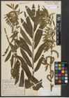 Foto von Salix purpurea L. x Salix viminalis L.